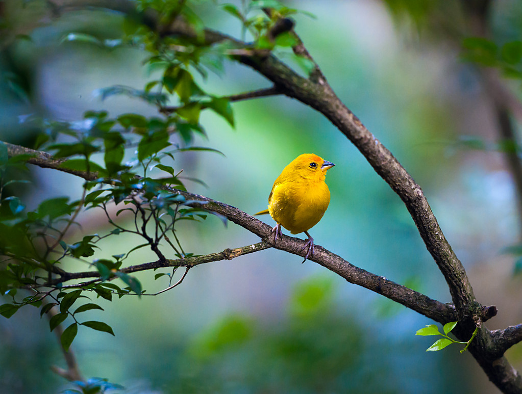 德國最新研究：聽鳥鳴減少偏執