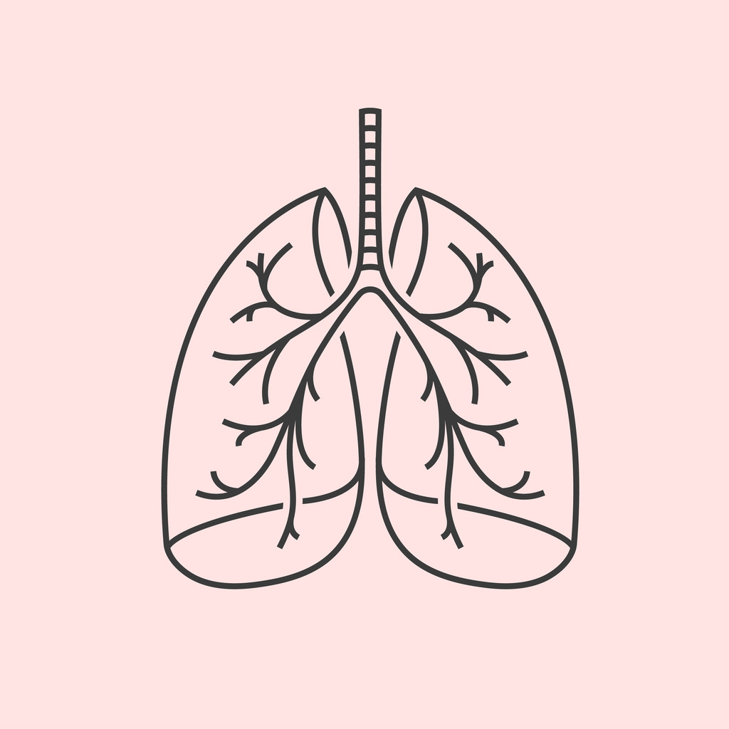 肺的简笔画手绘图图片